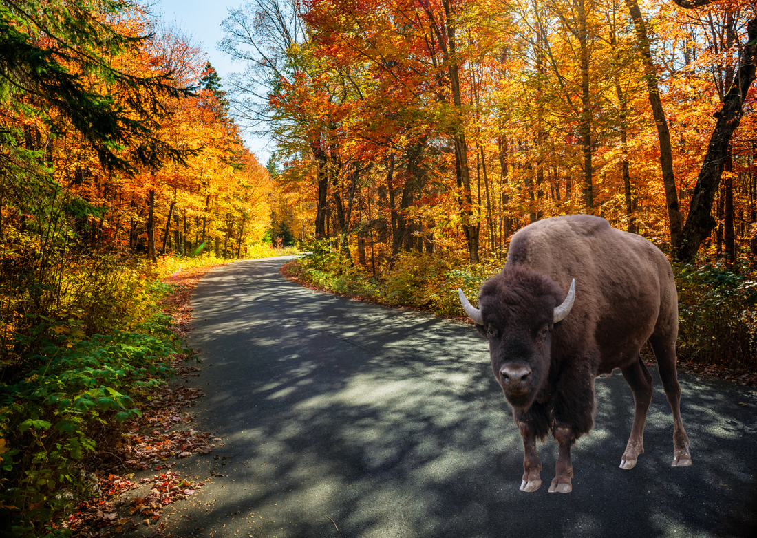 Bison, Boardwalks and Dark Skies: A Long Weekend Day Trip to Elk Island