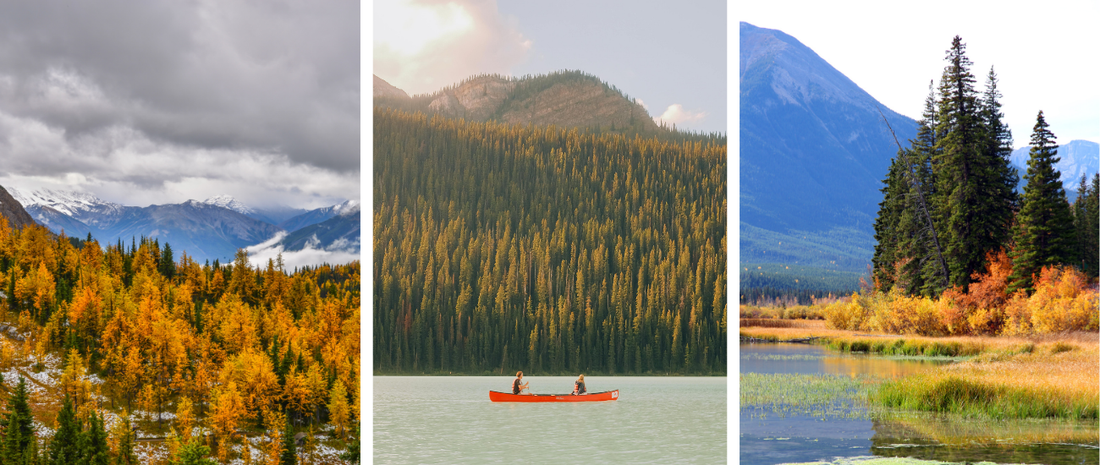 Chasing Gold: Alberta's Best Larch Season Hikes