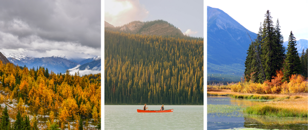 Chasing Gold: Alberta's Best Larch Season Hikes